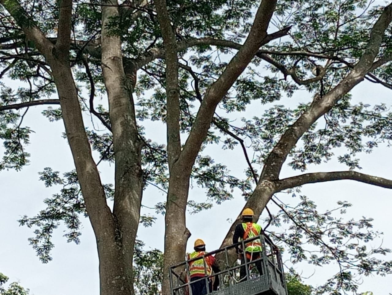 Completed tree care and landscaping project 12